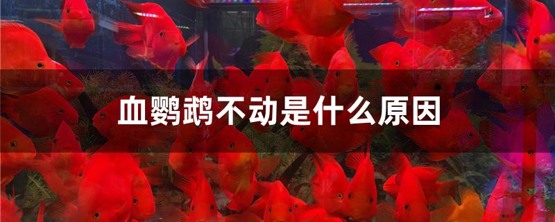 血鹦鹉不动是什么原因