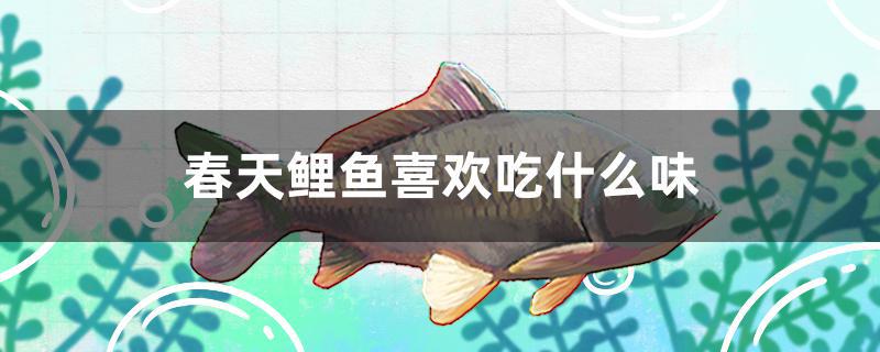 春天鲤鱼喜欢吃什么味