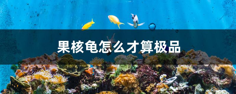 果核龟怎么才算极品