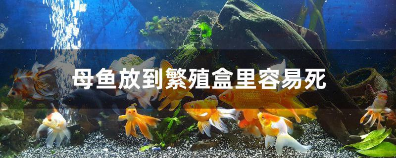 母鱼放到繁殖盒里容易死