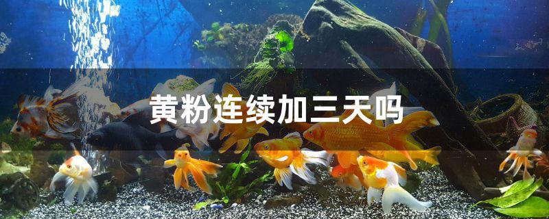 黄粉连续加三天吗