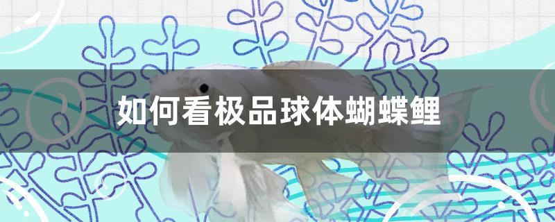 如何看极品球体蝴蝶鲤