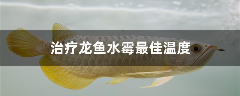 治疗龙鱼水霉最佳温度
