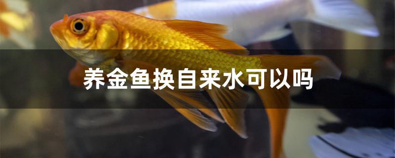 养金鱼换自来水可以吗