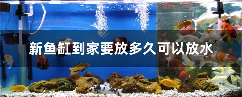 新鱼缸到家要放多久可以放水