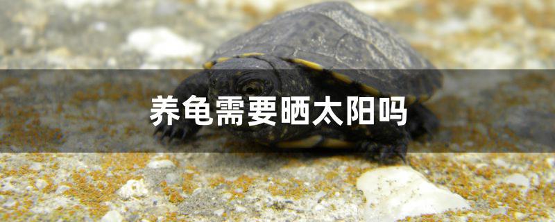 养龟需要晒太阳吗
