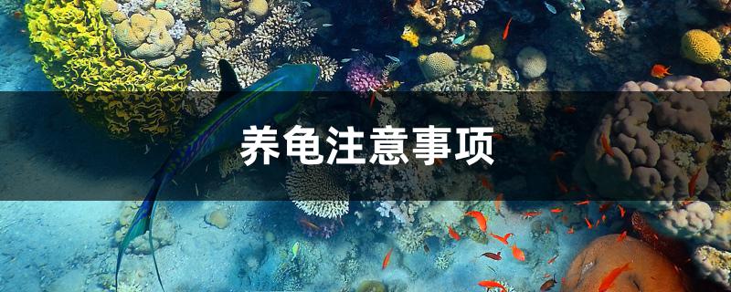 养龟注意事项
