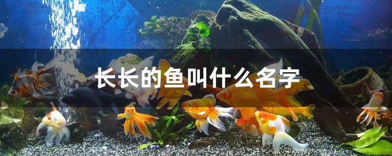 长长的鱼叫什么名字