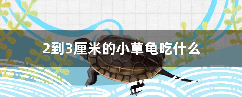 2到3厘米的小草龟吃什么