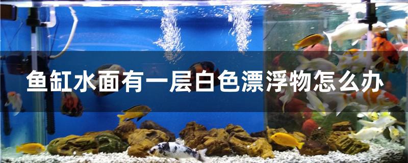 鱼缸水面有一层白色漂浮物怎么办