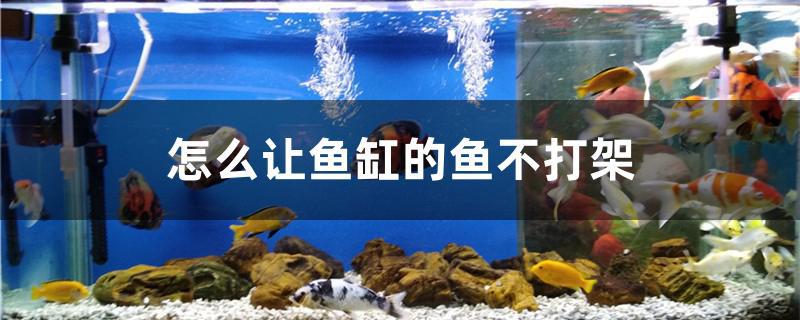 怎么让鱼缸的鱼不打架