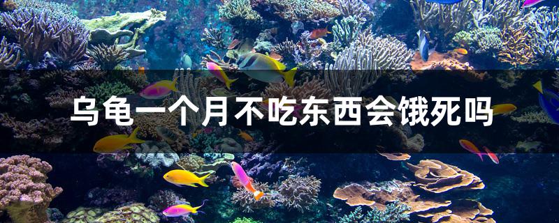 乌龟一个月不吃东西会饿死吗