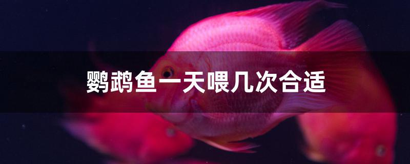 鹦鹉鱼一天喂几次合适