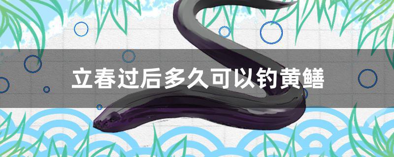立春过后多久可以钓黄鳝