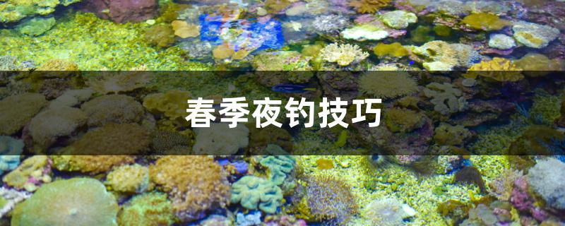 春季夜钓技巧