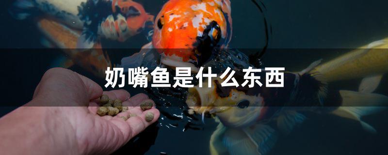 奶嘴鱼是什么东西