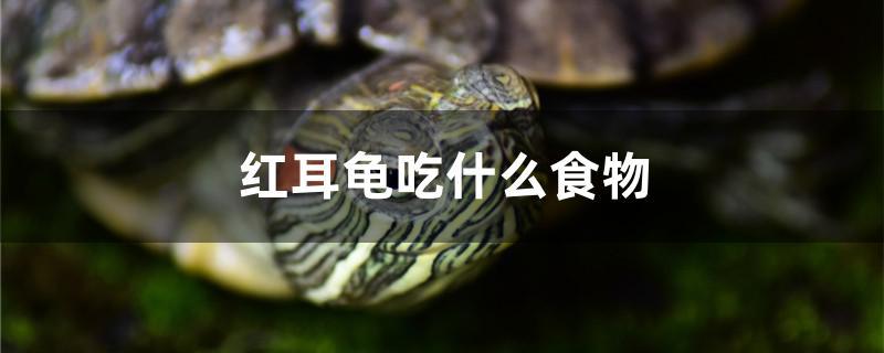 红耳龟吃什么食物