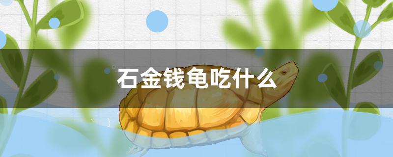 石金钱龟吃什么