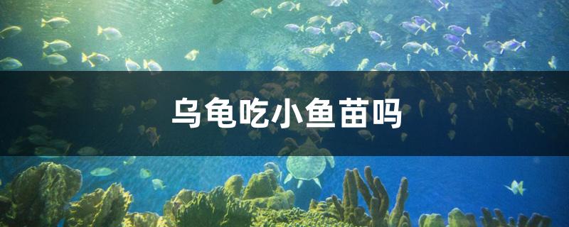 乌龟吃小鱼苗吗