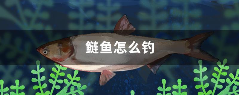 鲢鱼怎么钓