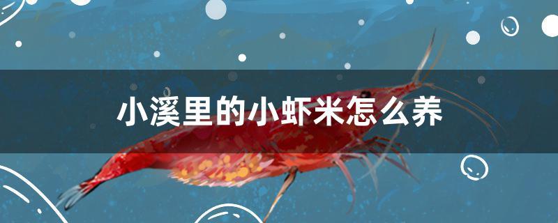 小溪里的小虾米怎么养