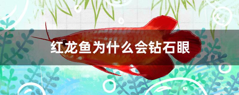 红龙鱼为什么会钻石眼