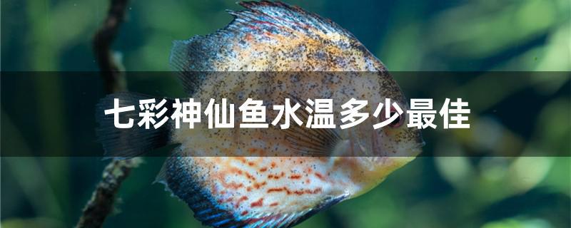 七彩神仙鱼水温多少最佳