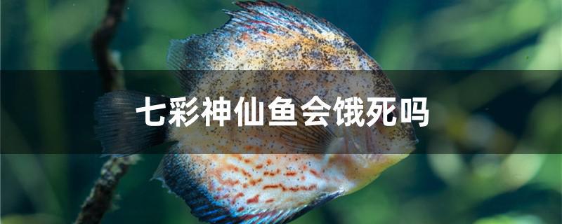七彩神仙鱼会饿死吗