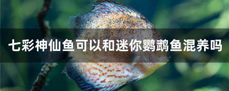 七彩神仙鱼可以和迷你鹦鹉鱼混养吗