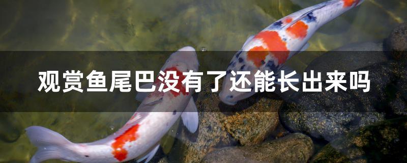 观赏鱼尾巴没有了还能长出来吗