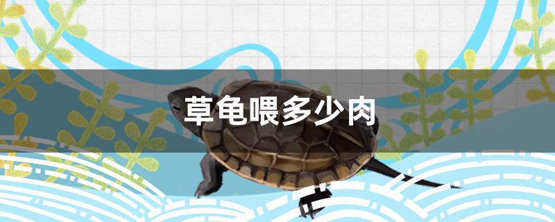 草龟喂多少肉