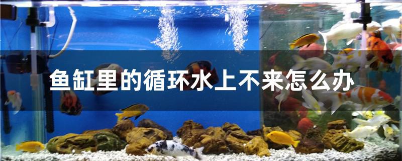 鱼缸里的循环水上不来怎么办