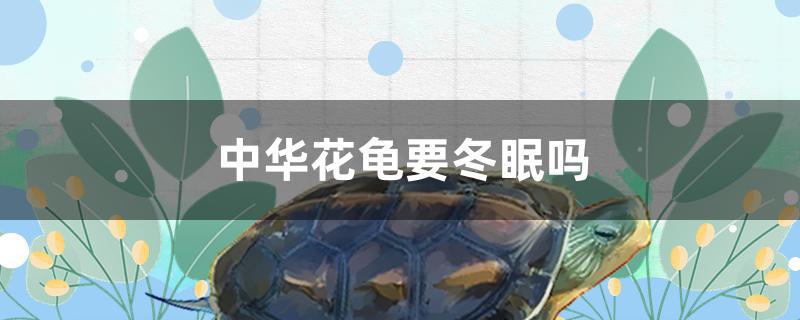 中华花龟要冬眠吗