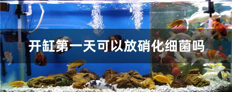 开缸第一天可以放硝化细菌吗