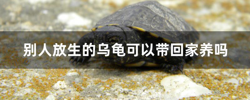 别人放生的乌龟可以带回家养吗