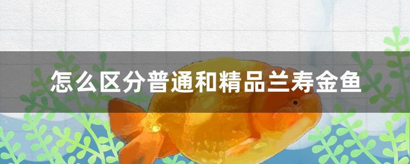 怎么区分普通和精品兰寿金鱼