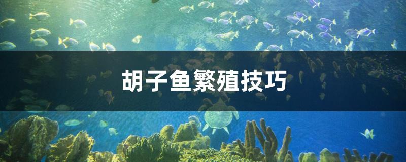 胡子鱼繁殖技巧