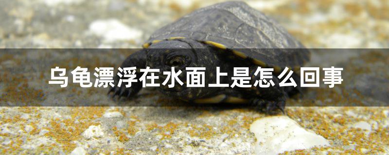乌龟漂浮在水面上是怎么回事