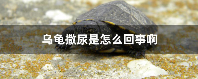 乌龟撒尿是怎么回事啊