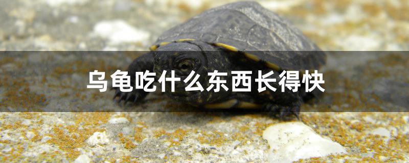 乌龟吃什么东西长得快