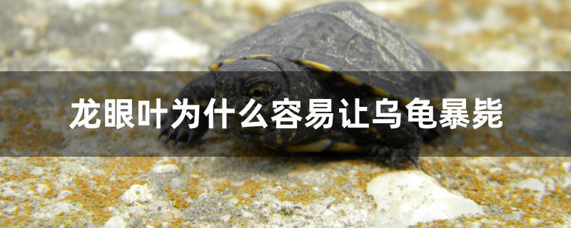 龙眼叶为什么容易让乌龟暴毙