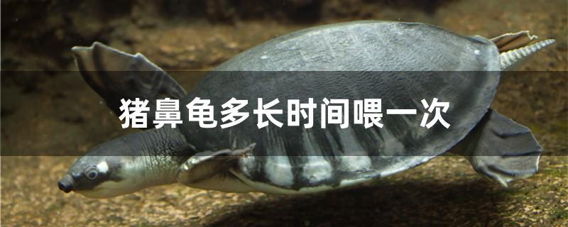 猪鼻龟多长时间喂一次