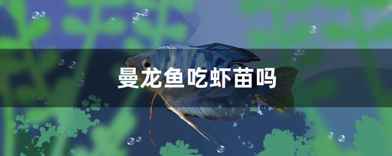 曼龙鱼吃虾苗吗