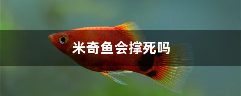米奇鱼会撑死吗