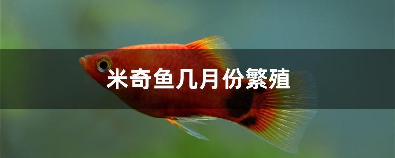 米奇鱼几月份繁殖