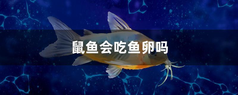 鼠鱼会吃鱼卵吗