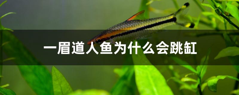 一眉道人鱼为什么会跳缸