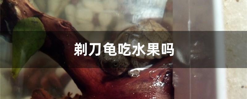 剃刀龟吃水果吗