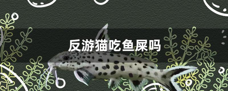 反游猫吃鱼屎吗