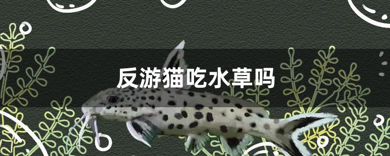 反游猫吃水草吗